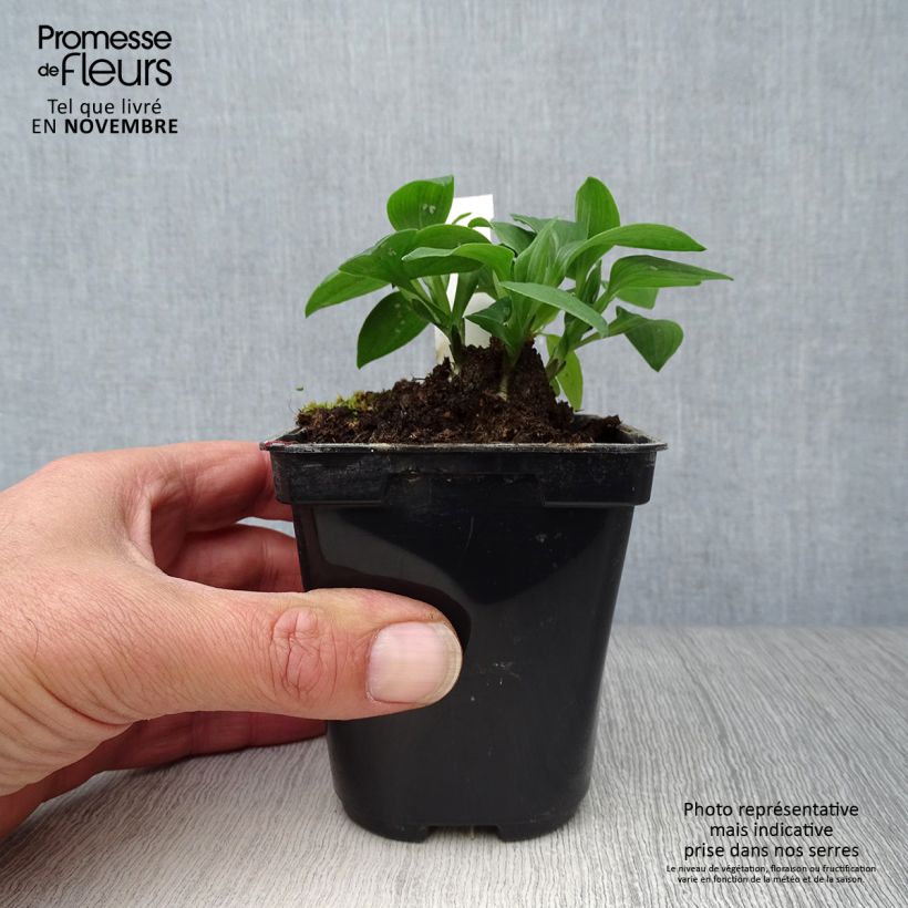 Alstroemeria Pitchounes Lola 8/9 cm pot sample as delivered in autumn