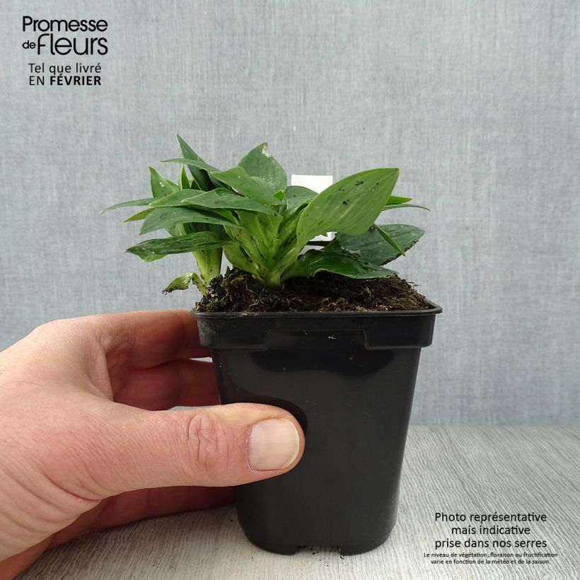 Alstroemeria Pitchounes Lola 8/9 cm pot sample as delivered in winter