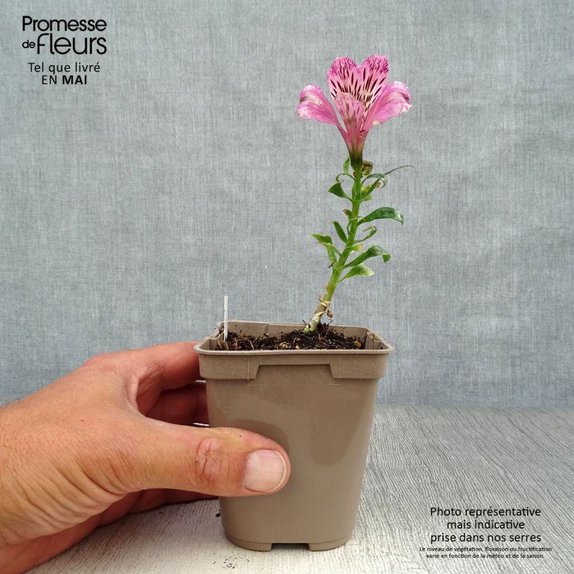 Alstroemeria Pitchounes Oceane 8/9 cm pot sample as delivered in spring