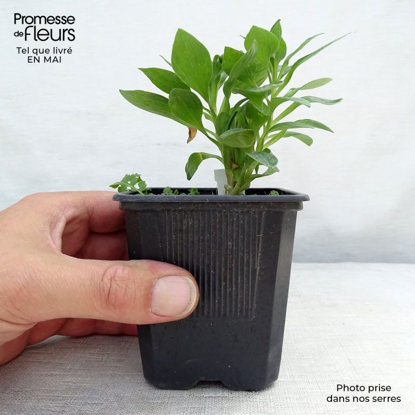 Alstroemeria Pitchounes Rosie 8/9 cm pot sample as delivered in spring