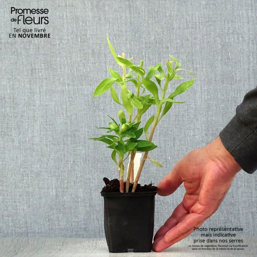 Alstroemeria Pitchounes Rosie 8/9 cm pot sample as delivered in autumn