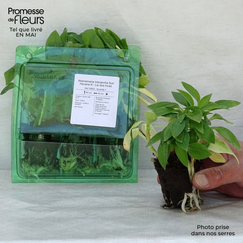 Alstroemeria Inticancha Sun Havana - Peruvian Lily Root ball 4cm x 4.5cm sample as delivered in spring