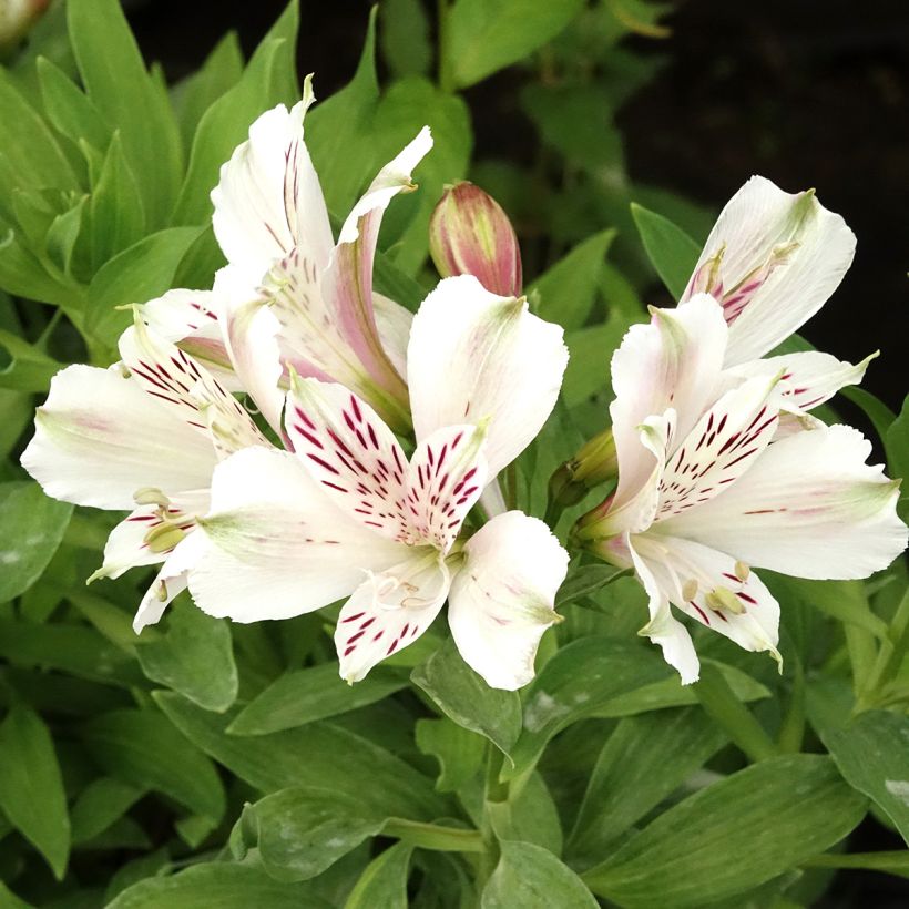 Alstroemeria Majestic Mazé (Flowering)