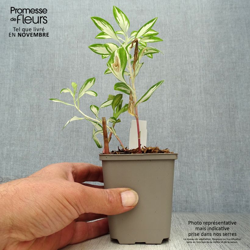 Alstroemeria Rock 'N' Roll - Peruvian Lily 8/9 cm pot sample as delivered in autumn