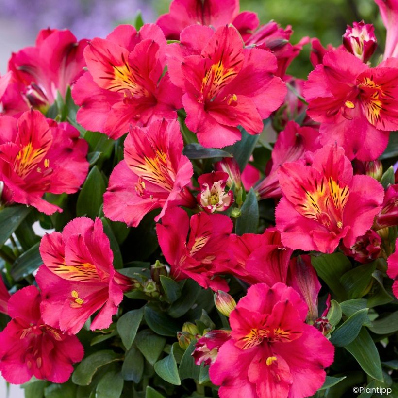 Alstroemeria Incalys Cherry - Dwarf Peruvian lily (Flowering)