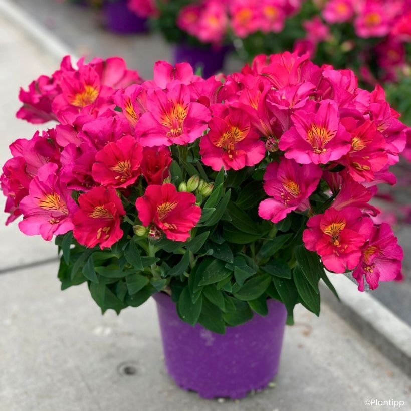 Alstroemeria Incalys Cherry - Dwarf Peruvian lily (Plant habit)