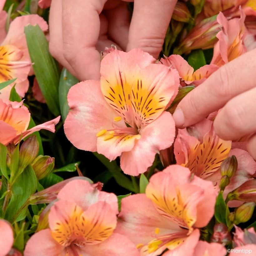 Alstroemeria Incalys Salmon (Flowering)