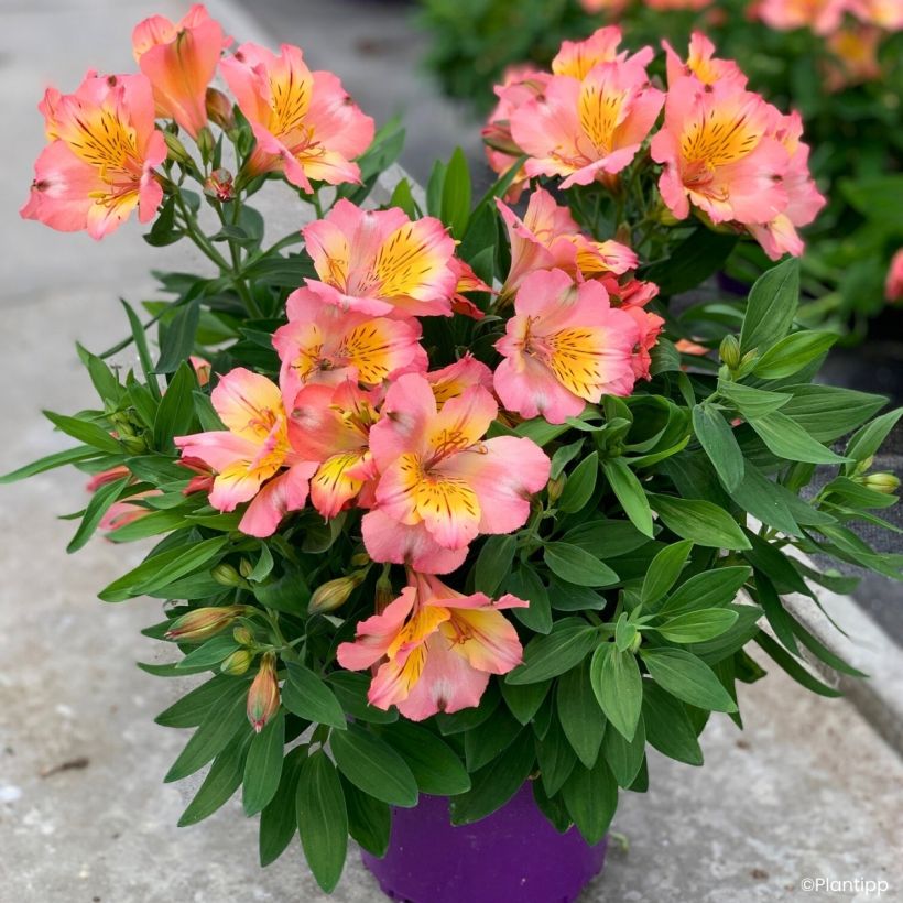 Alstroemeria Incalys Salmon (Plant habit)