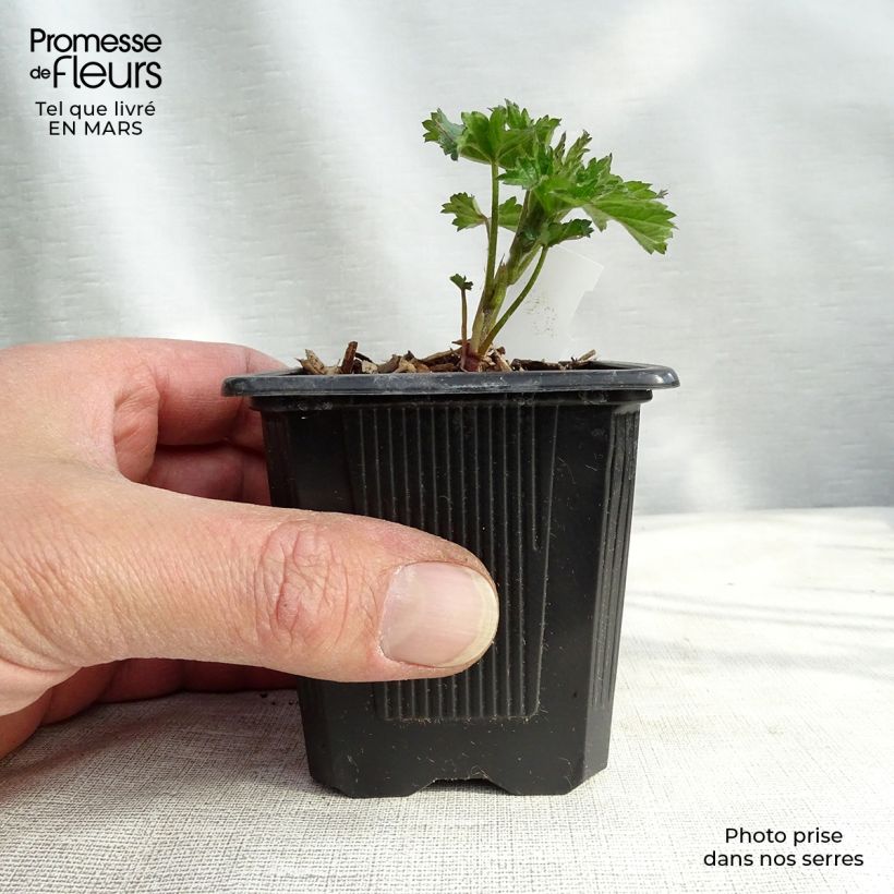 Althaea cannabina 8/9 cm pot sample as delivered in winter