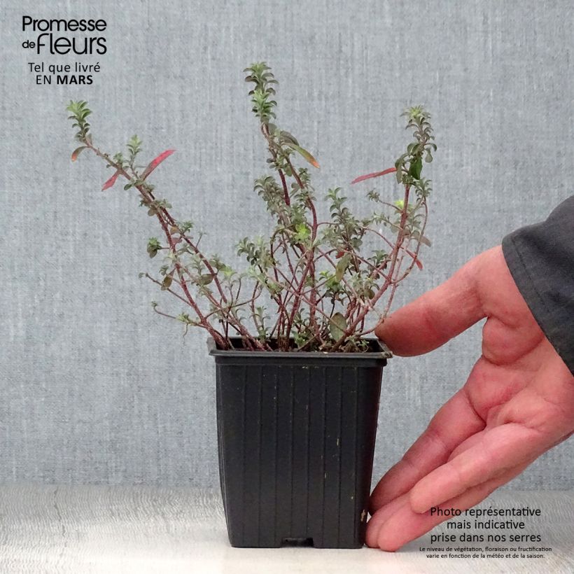 Alyssum argenteum 7/8 cm pot sample as delivered in spring