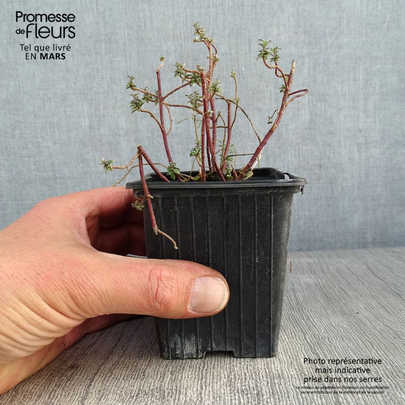 Alyssum argenteum 7/8 cm pot sample as delivered in winter