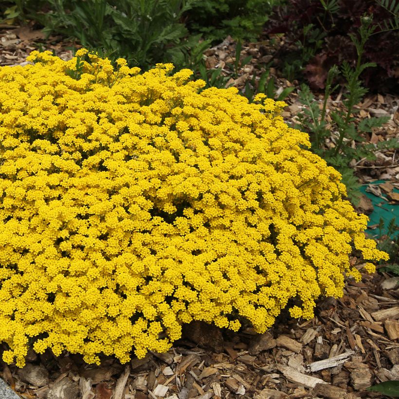 Alyssum saxatilis Compactum (Plant habit)