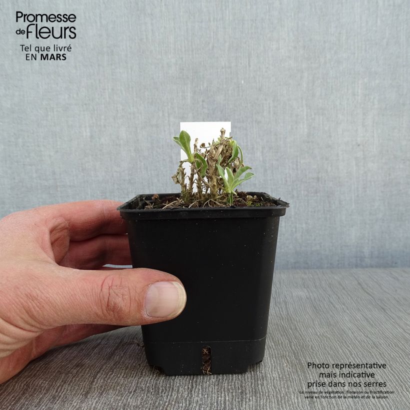 Alyssum saxatilis Compactum 8/9 cm pot sample as delivered in winter