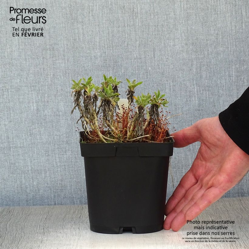 Alyssum saxatilis Goldkugel 2L/3L pot sample as delivered in winter