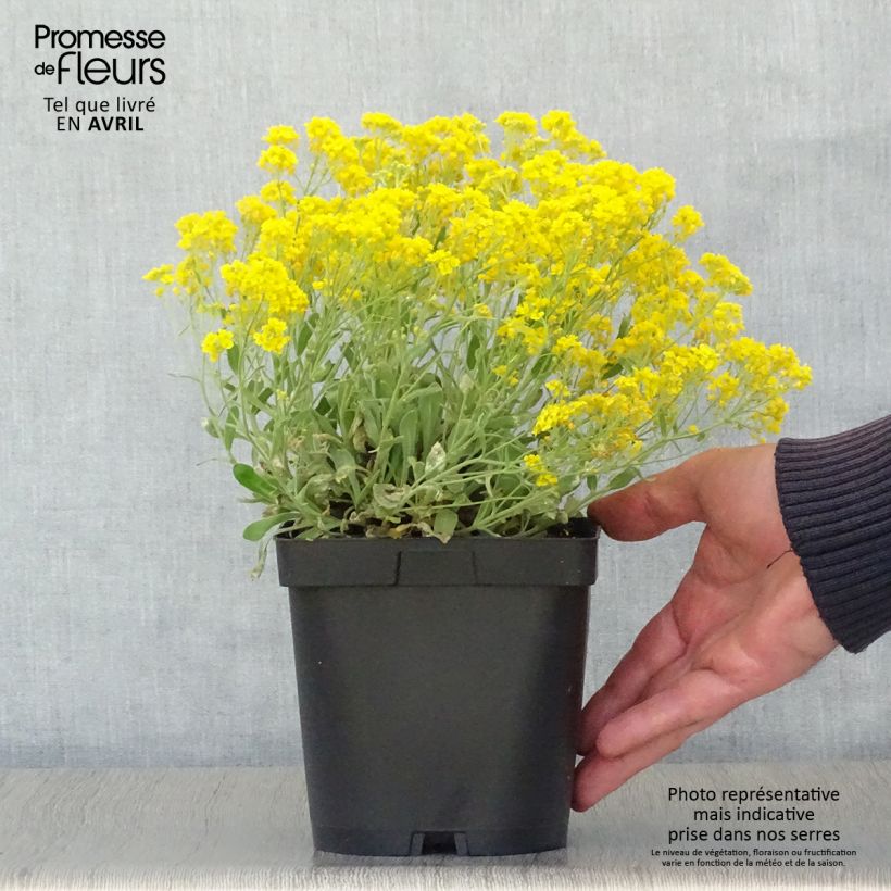 Alyssum saxatilis Goldkugel 2L/3L pot sample as delivered in spring