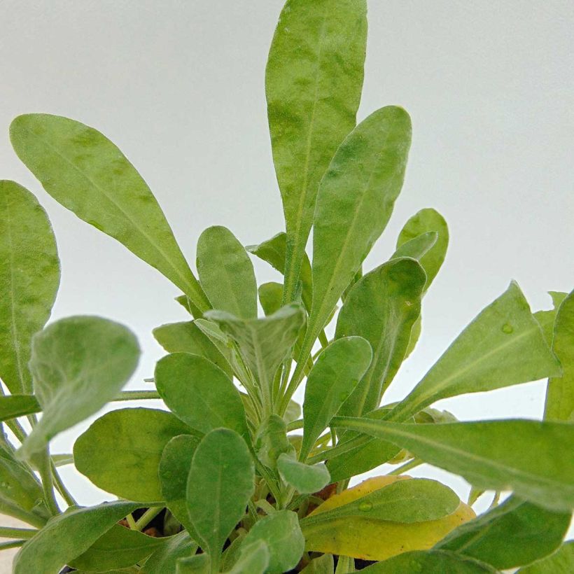 Alyssum saxatilis Goldkugel (Foliage)