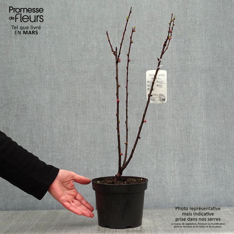 Prunus triloba - Flowering Almond 2L/3L pot sample as delivered in winter