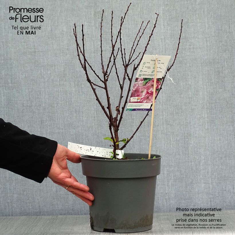 Prunus triloba - Flowering Almond 4L/5L pot sample as delivered in spring
