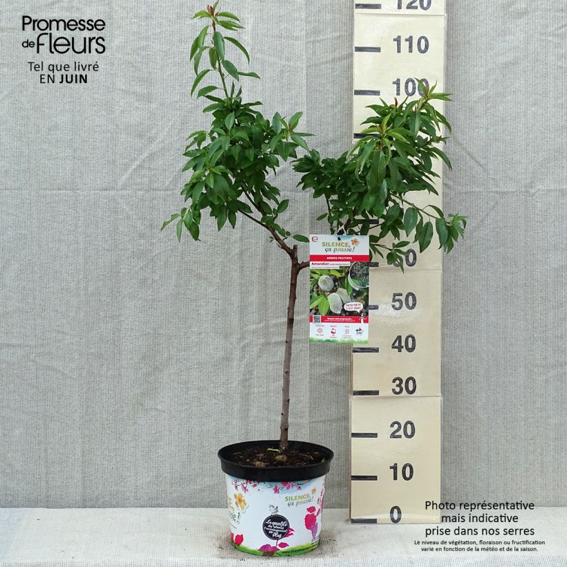 Dwarf Almond Garden Prince 6L/7L pot, Quarter standard sample as delivered in spring