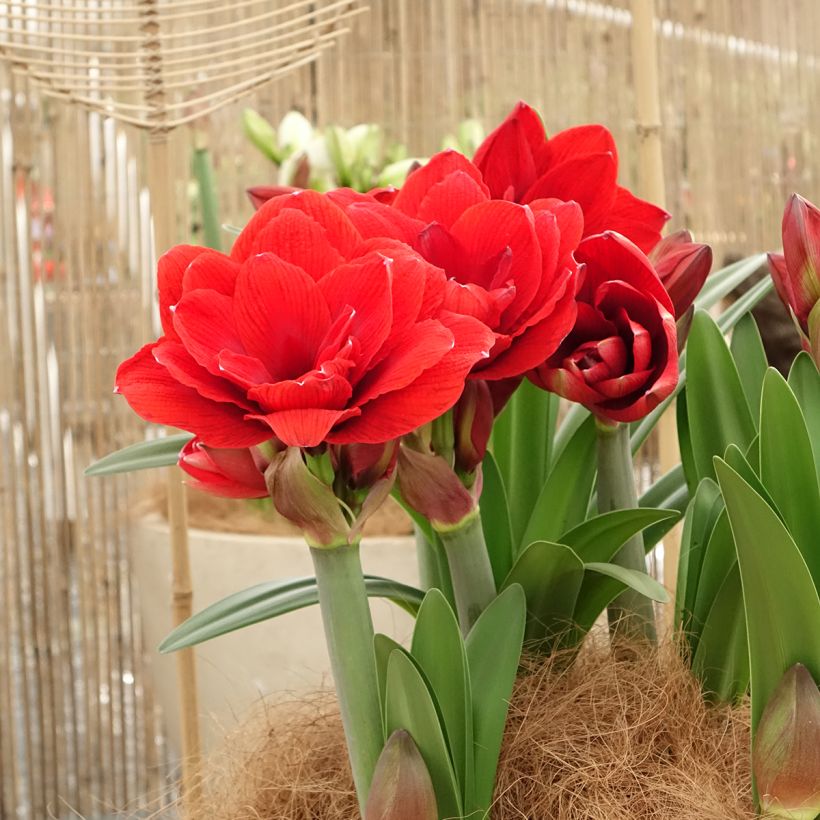 Hippeastrum Double Dragon - Amarylis (Plant habit)