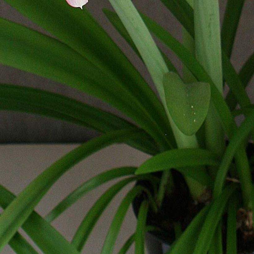 Hippeastrum Pink Rascal - Amaryllis (Foliage)