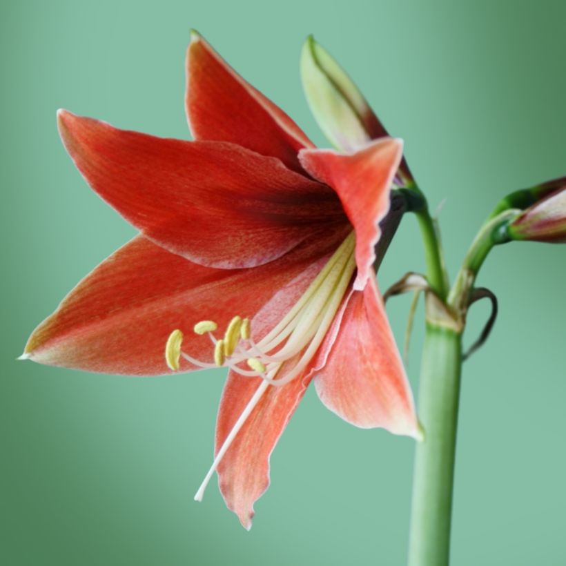 Hippeastrum Tierra (Flowering)