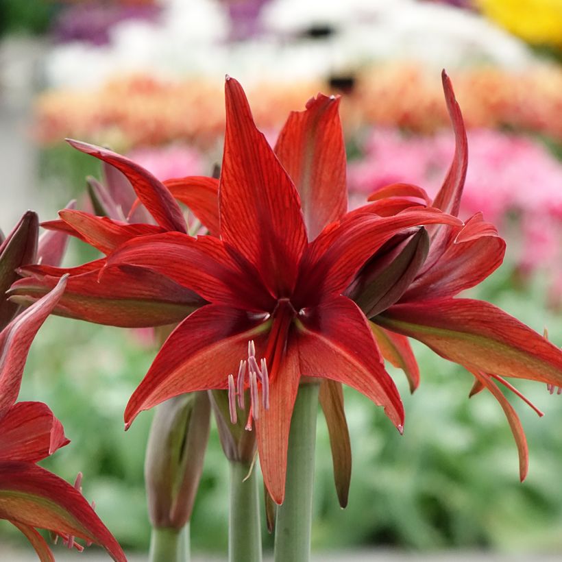 Hippeastrum Bogota - Amaryllis, spider group hippeastrum (Flowering)