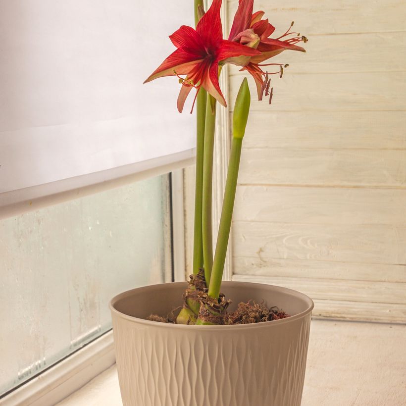 Hippeastrum Bogota - Amaryllis, spider group hippeastrum (Plant habit)