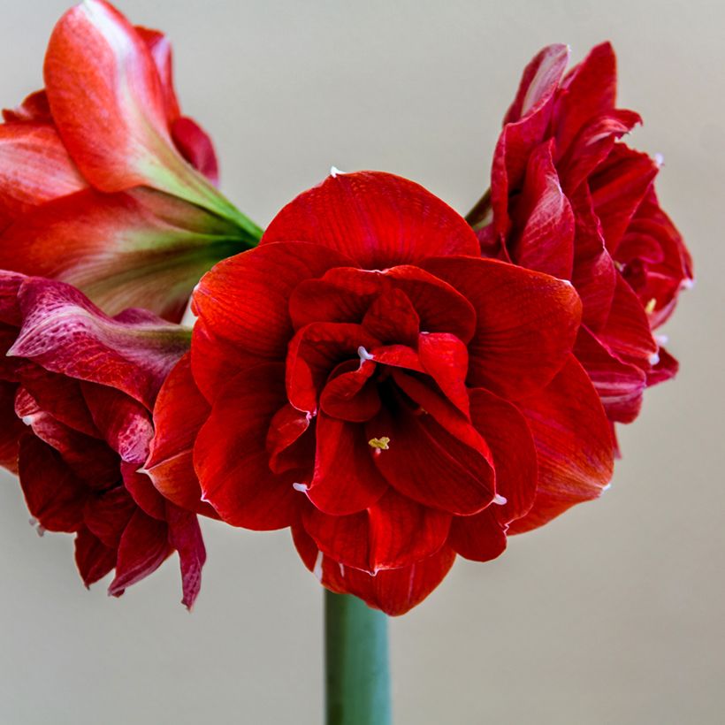 Hippeastrum Double Dragon - Amarylis (Flowering)