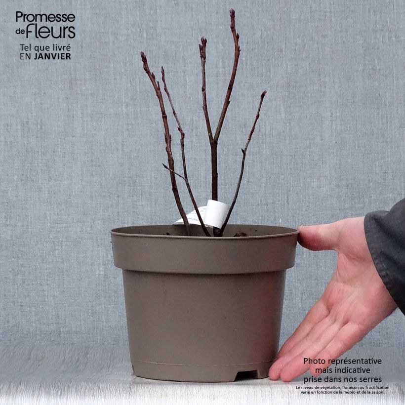 Amelanchier alnifolia Thiessen 2L/3L pot sample as delivered in winter