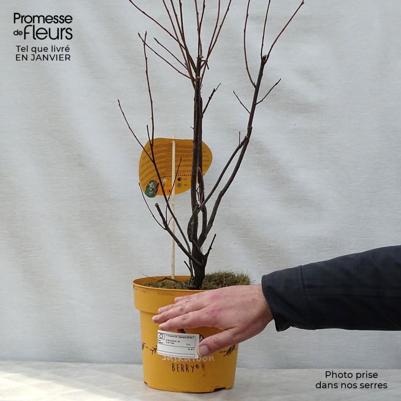 Amelanchier alnifolia 4L/5L pot sample as delivered in winter