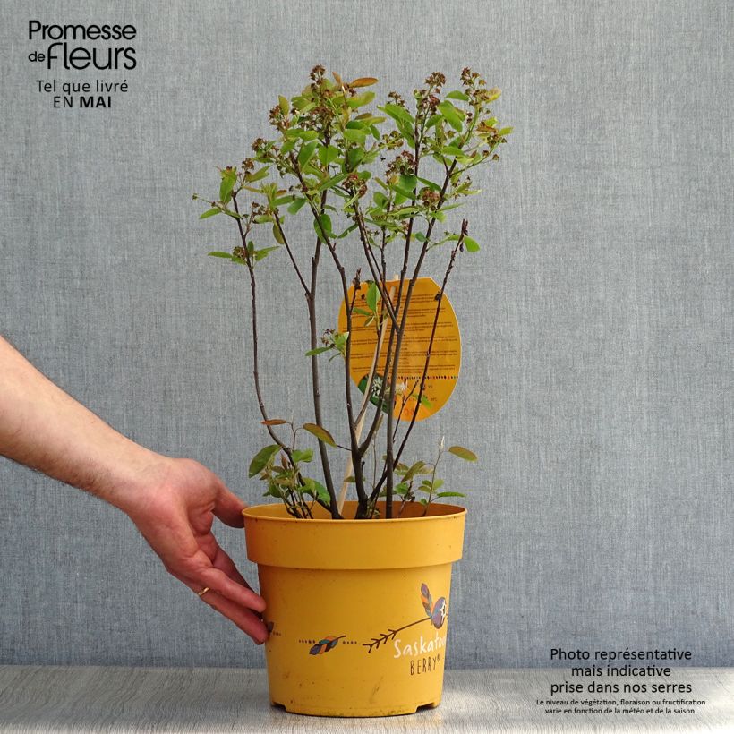 Amelanchier alnifolia 4L/5L pot sample as delivered in spring