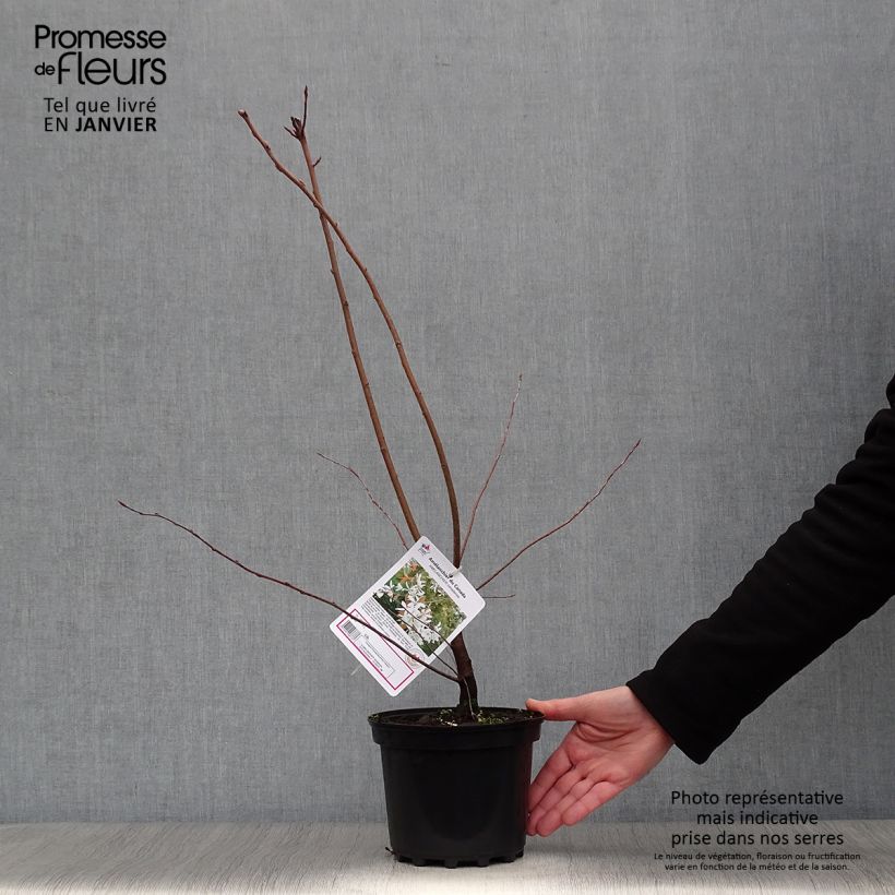 Amelanchier canadensis 2L/3L pot sample as delivered in winter