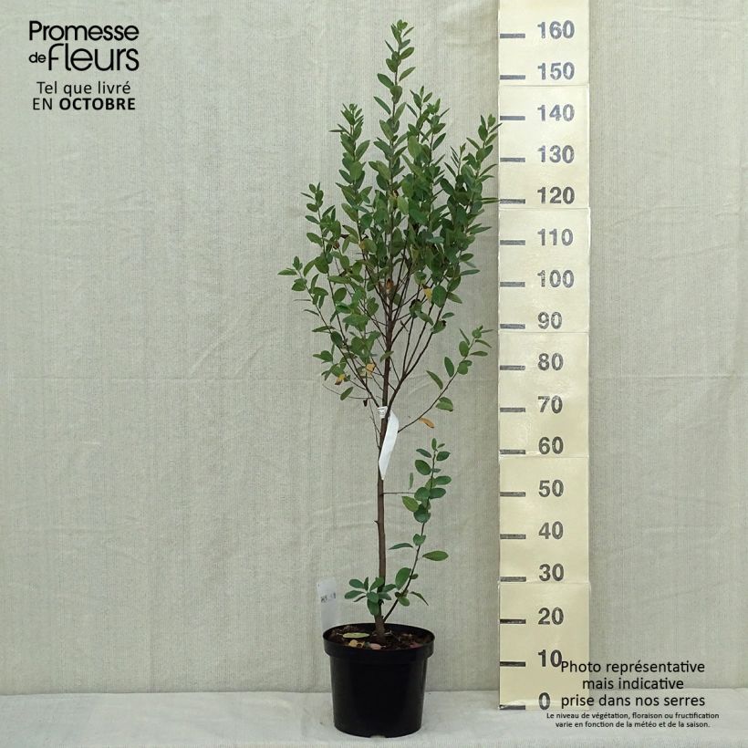 Amelanchier canadensis Rainbow Pillar 4L/5L pot sample as delivered in autumn