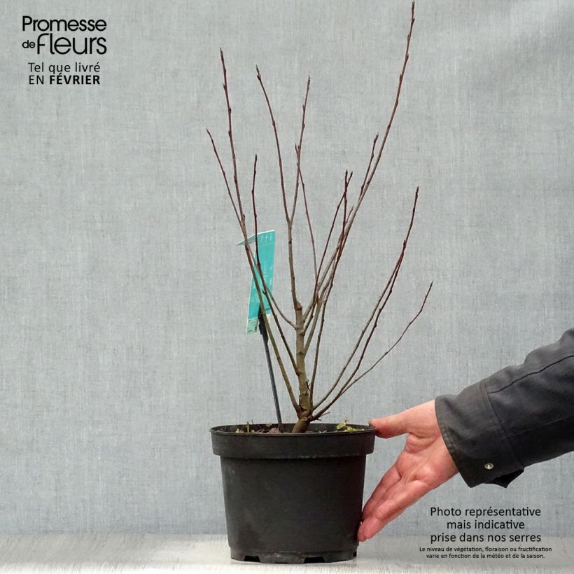 Amelanchier spicata 3L/4L pot sample as delivered in winter
