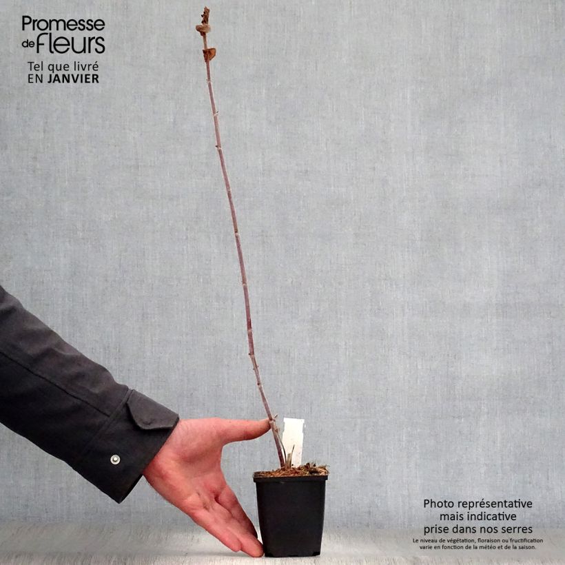 Amicia zygomeris 8/9 cm pot sample as delivered in winter