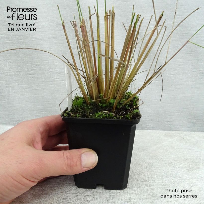 Ammophila arenaria 8/9 cm pot sample as delivered in winter