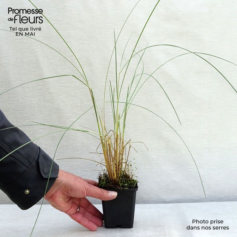 Ammophila arenaria 8/9 cm pot sample as delivered in spring