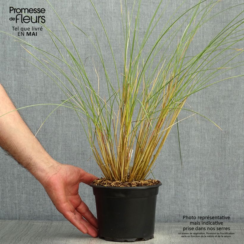 Ammophila arenaria 2L/3L pot sample as delivered in spring