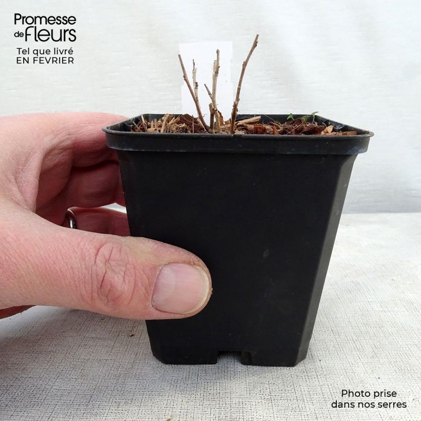 Amorpha canescens 8/9 cm pot sample as delivered in winter