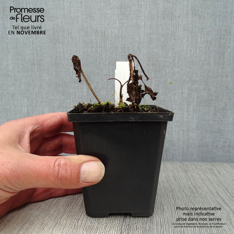 Physalis alkekengi var. franchetii 8/9 cm pot sample as delivered in autumn