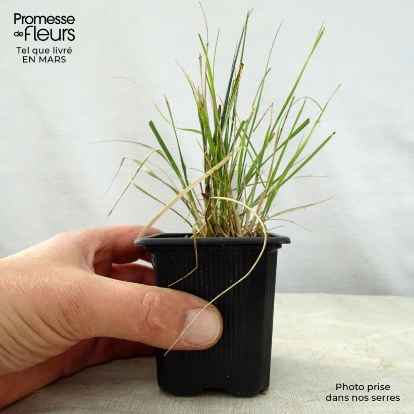 Ampelodesmos mauritanicus 8/9 cm pot sample as delivered in spring