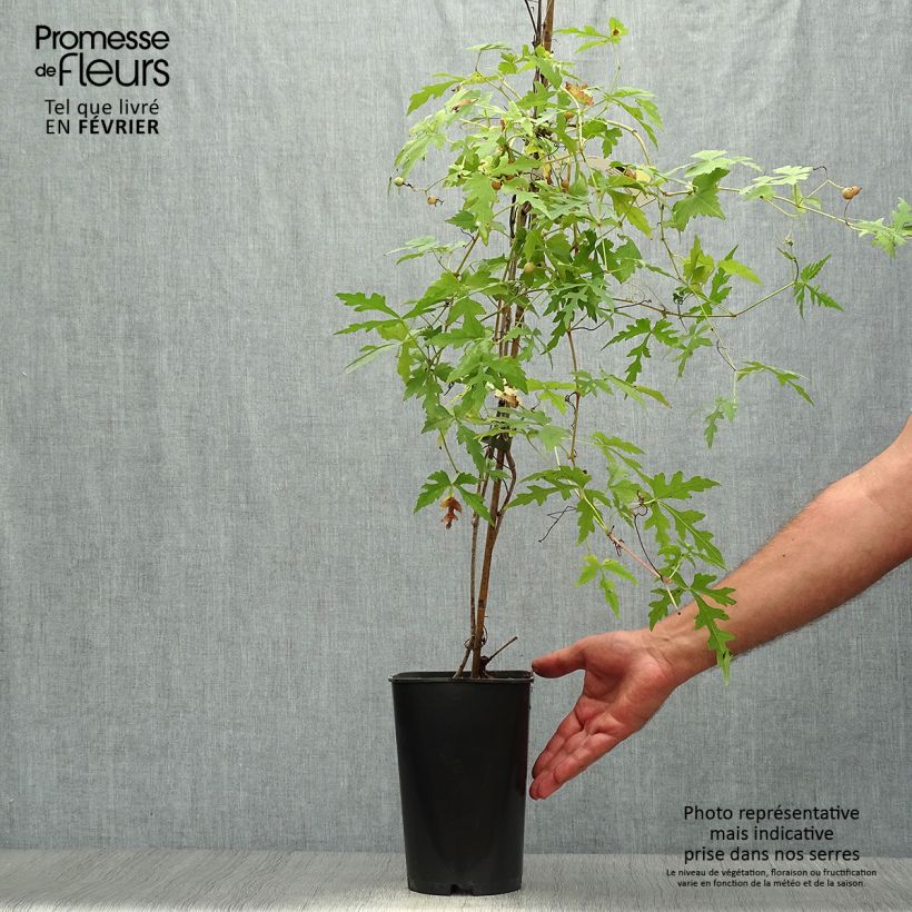 Ampelopsis aconitifolia  2L/3L pot sample as delivered in autumn