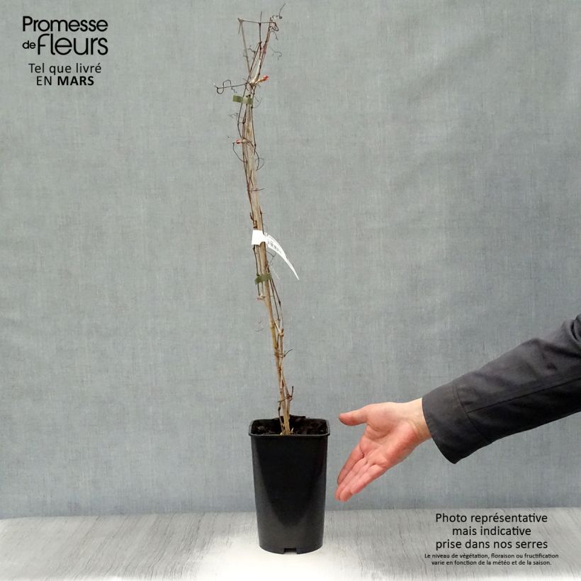 Ampelopsis aconitifolia  2L/3L pot sample as delivered in spring