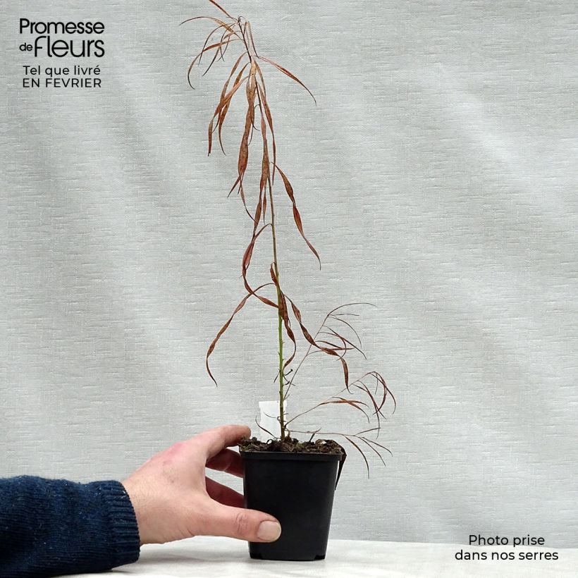 Amsonia ciliata Ernst Pagels 8/9 cm pot sample as delivered in winter