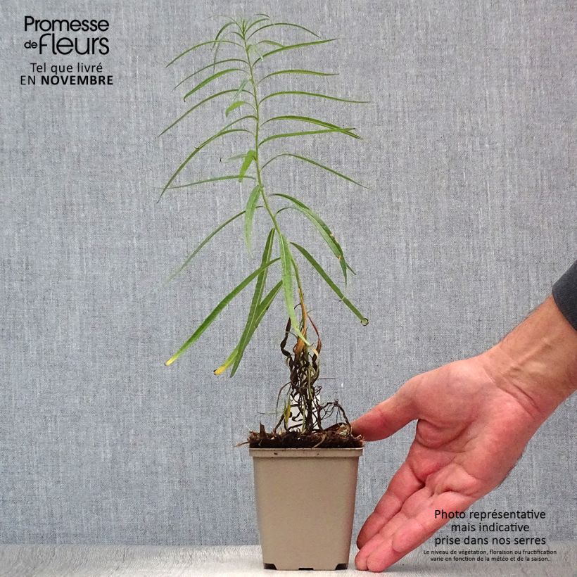 Amsonia ciliata Ernst Pagels 8/9 cm pot sample as delivered in autumn