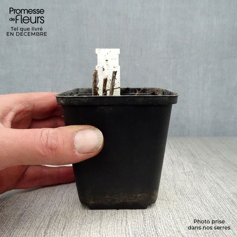 Amsonia ciliata 8/9 cm pot sample as delivered in winter