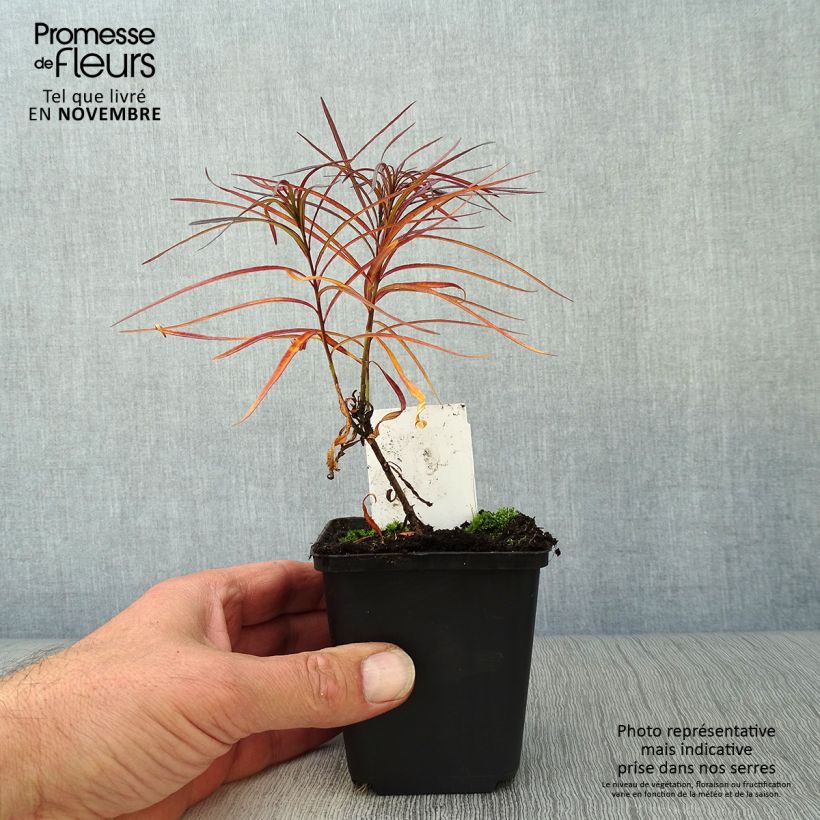 Amsonia hubrichtii 8/9 cm pot sample as delivered in autumn