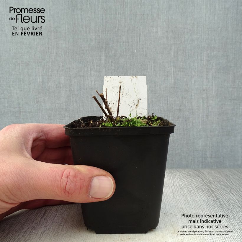 Amsonia hubrichtii 8/9 cm pot sample as delivered in winter