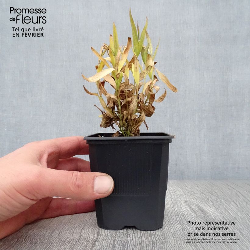 Amsonia Blue Ice 8/9 cm pot sample as delivered in winter